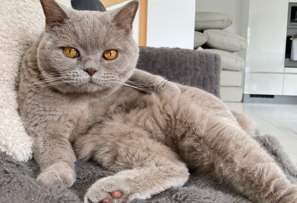 Chat British Shorthair gris, avachi sur son canapé, avec des yeux marron perçants