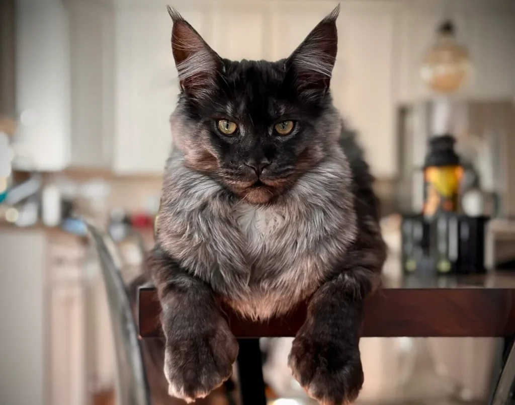 Chat Maine Coon noir posé sur une table