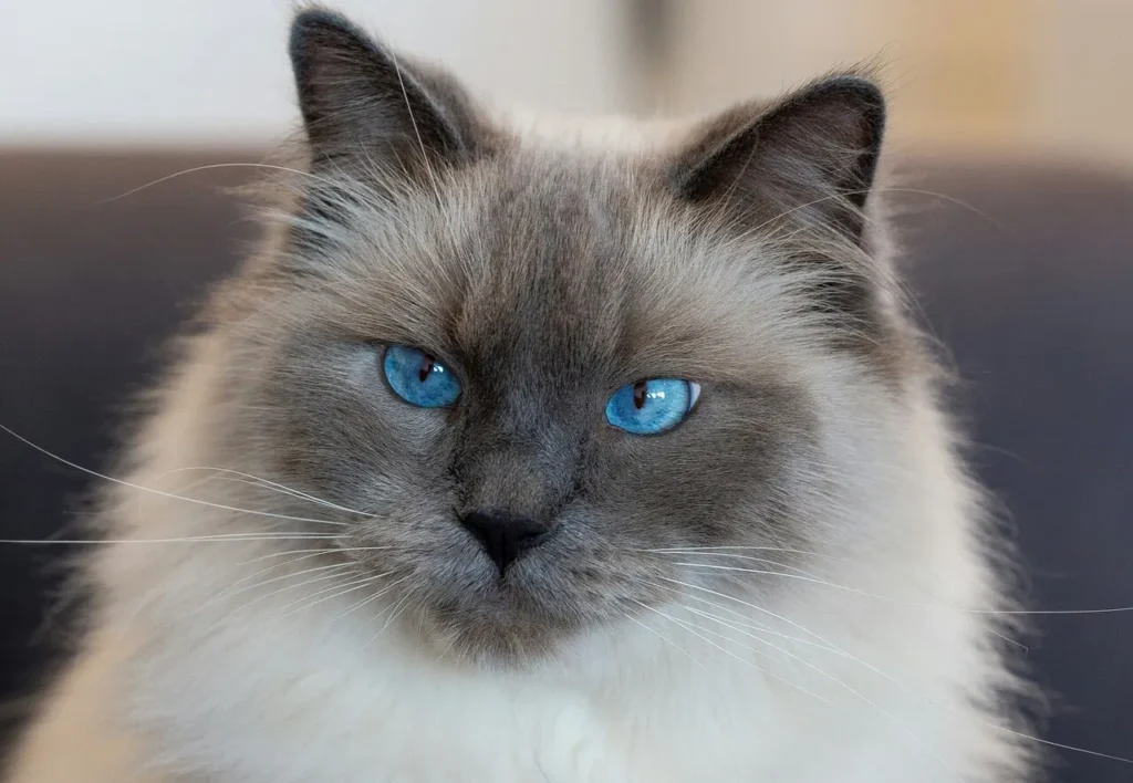 Gros plan d’un chat Ragdoll aux yeux bleus, tête grise et corps beige
