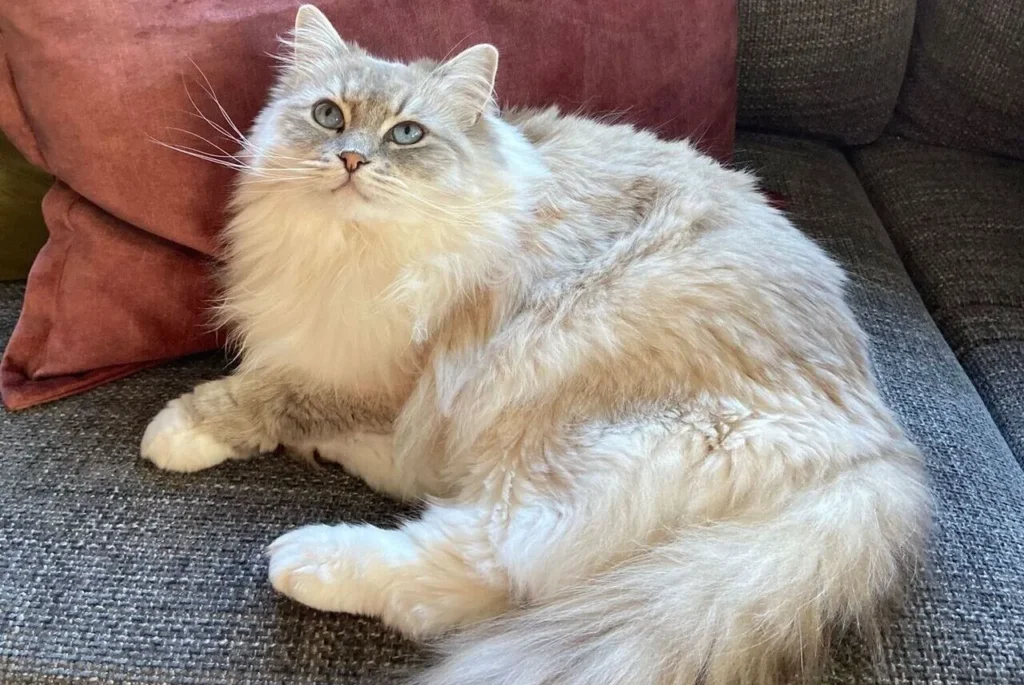 Chat sibérien blanc allongé sur son canapé, yeux verts