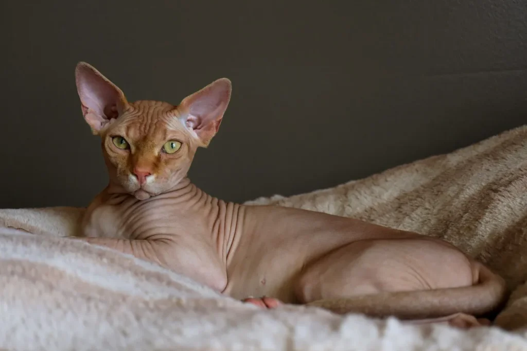 Chat Sphynx beige et marron aux yeux verts clairs, posé sur son lit au chaud