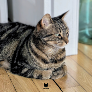 Charly, chat tigré aux yeux verts, reposant paisiblement sur le parquet en plein soleil