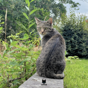 Coquillette, chatte tigrée, posée sur un muret en pierre, se retournant vers l’objectif au milieu d’une végétation verte