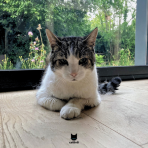 Picon, chat diabétique, posé sur le parquet du salon, patte en avant, avec une baie vitrée et jardin verdoyant en arrière-plan