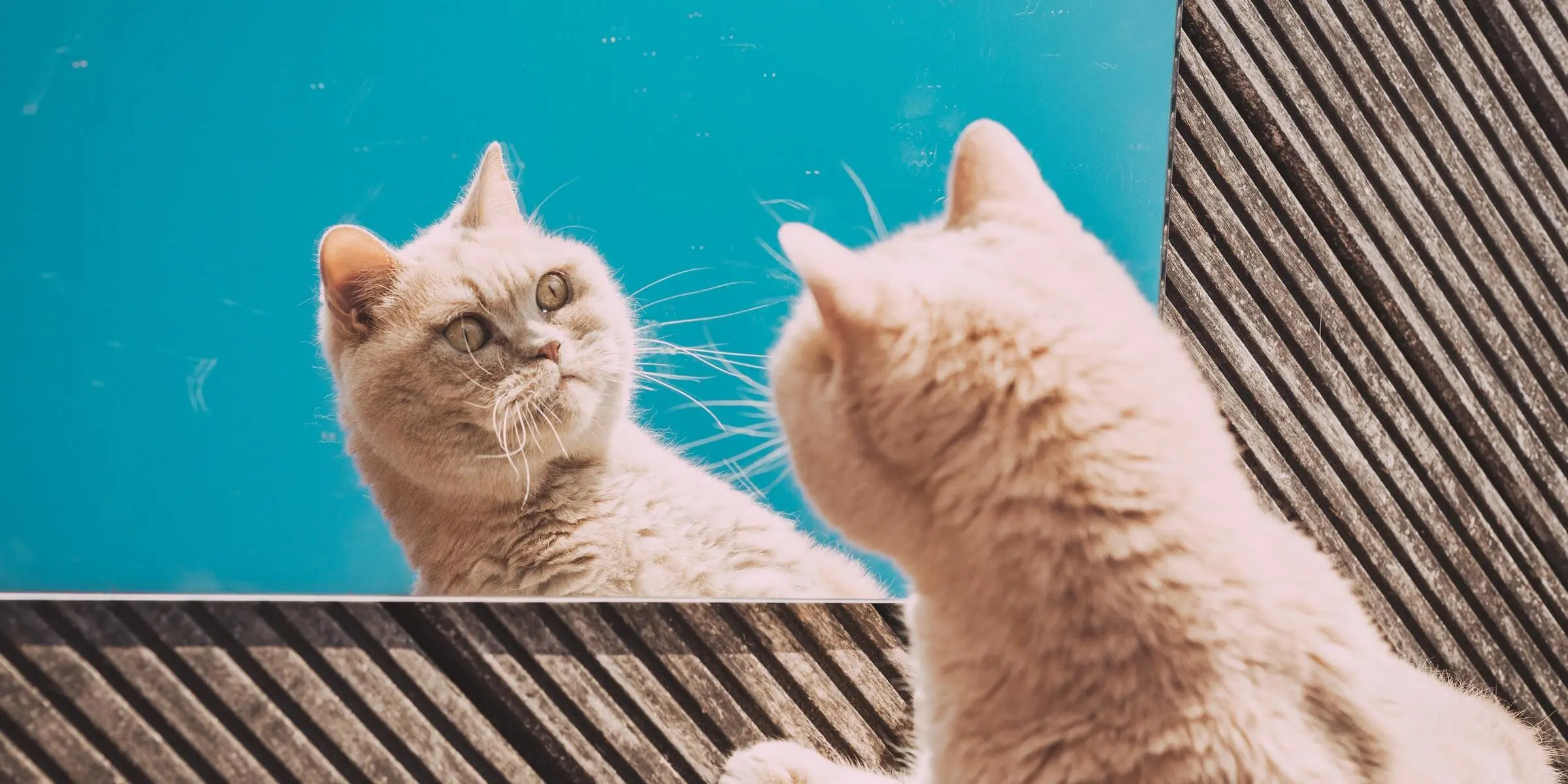 Chat roux qui se regarde dans un miroir